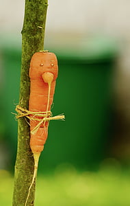 carrot tied on tree branch thumbnail