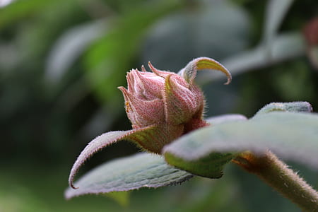 selective focus photography of brown buds thumbnail