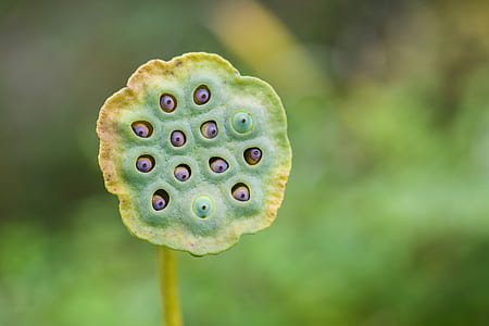 selective focus photography green fruit thumbnail