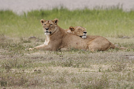 two brown tigers thumbnail