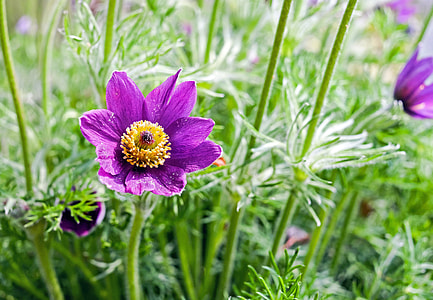 close-up photography of purple flower in bloom thumbnail