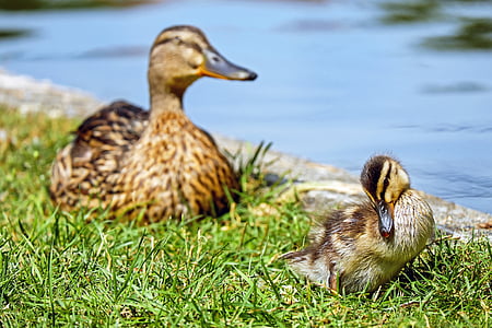 two brown duck and duckling near body of water during daytime thumbnail