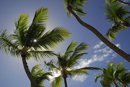 green palm trees thumbnail