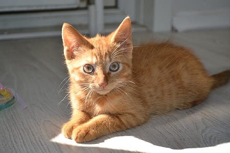 orange tabby kitten lying down on floor thumbnail
