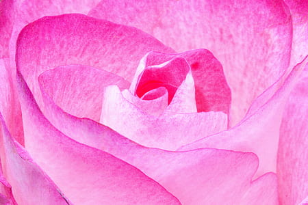 pink flower thumbnail