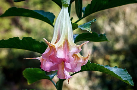 pink angels trumpet flower thumbnail