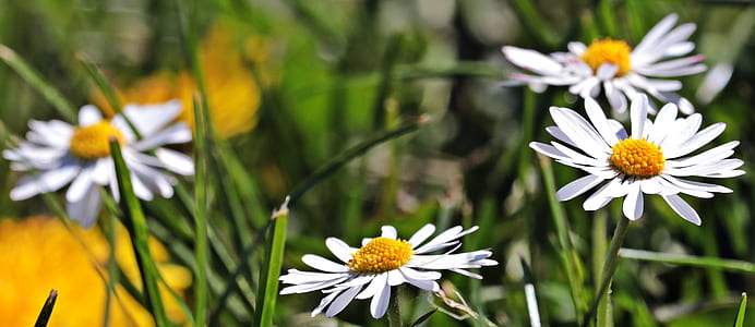 closeup photo of white daisies thumbnail