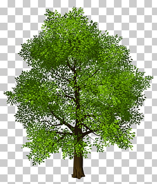 Tree Green , Transparent Green Tree , green tree illustration PNG clipart