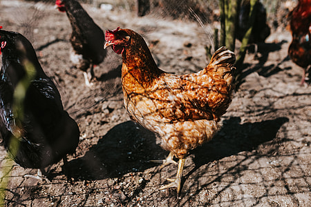 Animals on a farm thumbnail