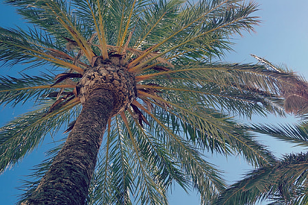 green trees under blue sky thumbnail