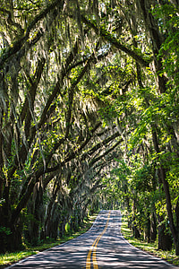 asphalt road between tall trees at daytime thumbnail
