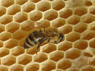honey bee perching on hive thumbnail