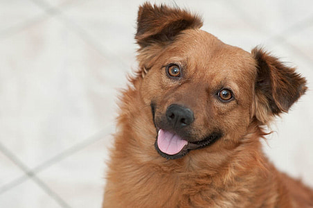 selective focus photography of brown dog thumbnail