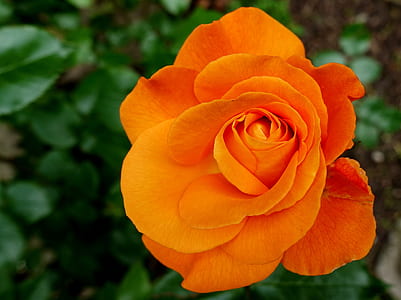 orange petaled flower during daytime thumbnail