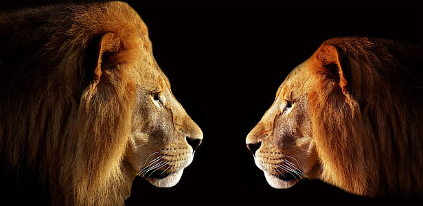 two lion and lioness photo thumbnail