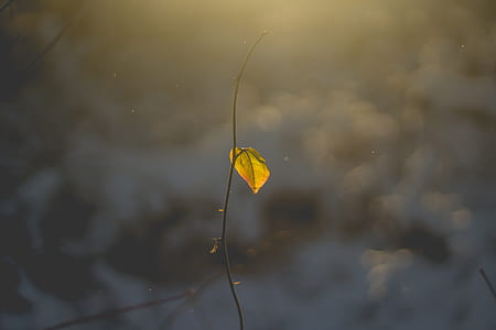 selective focus photography of brown leaf thumbnail