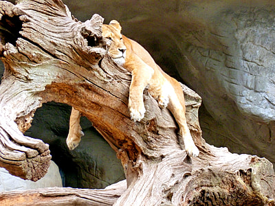 lioness laying on branch thumbnail