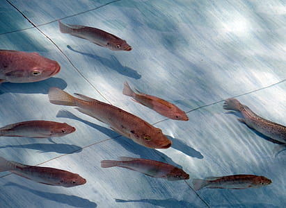 school of orange pet fishes thumbnail