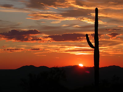 silhouette photography of cactus and sun rise thumbnail