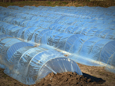 Asparagus, Asparagus Cultivation thumbnail
