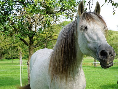 selective focus photography of white horse thumbnail