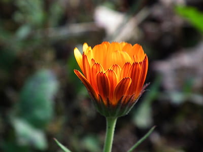 close up photo of orange daisy flower thumbnail