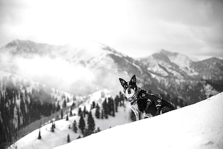 greyscale photo of short-coated dog sitting on mountain hill during daytim e thumbnail