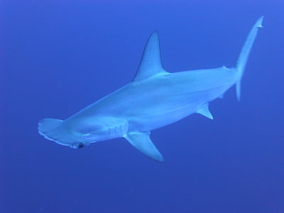 Shark on water thumbnail