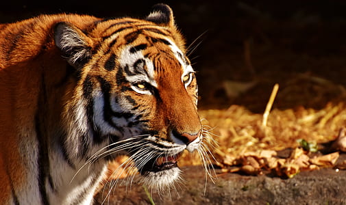 Bengal Tiger thumbnail