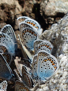 blue butterflies thumbnail