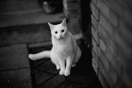 white short-fur cat on grayscale focus photo thumbnail