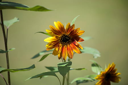 Yellow Petaled Flower Blooming thumbnail