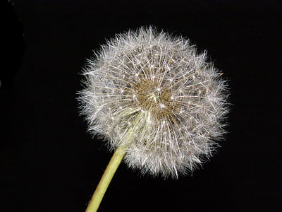 close-up photo of white dandelion flowers thumbnail