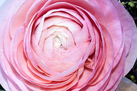 pink garden rose thumbnail