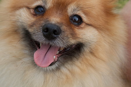 short-coated brown and white dog thumbnail
