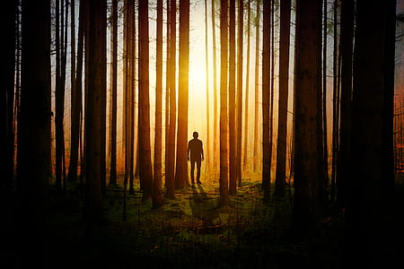 person near forest during golden hour thumbnail
