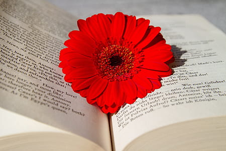 red gerbera flower laying on book thumbnail