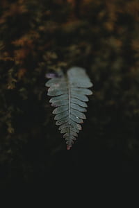 macro photography of green fern leaves thumbnail