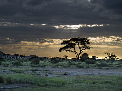 silhouette of tree under white clouds thumbnail
