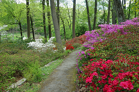 photo of white, purple, and red flowers on forest trees thumbnail