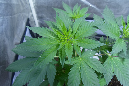 marijuana leaves thumbnail