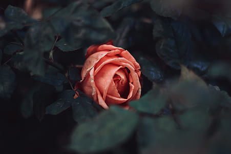 red rose in bloom thumbnail