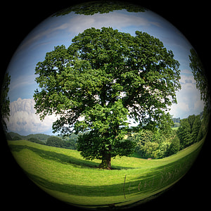 fish-eye photography of trees thumbnail