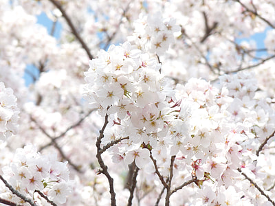 selective focus photography of white petaled flowers thumbnail