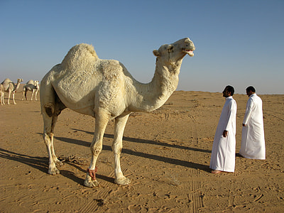 white camel in front of two man in white thobe during daytime at dessert thumbnail