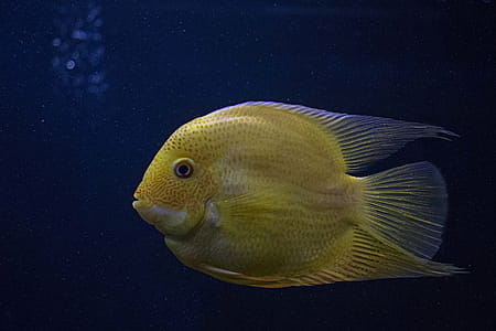 Yellow Fish in Close-up Photography thumbnail