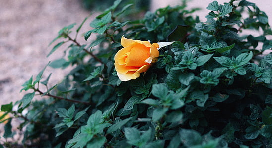 close-up photo of yellow rose thumbnail