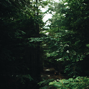photo of green leafed tree thumbnail