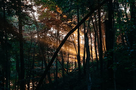 green forest during sunset thumbnail