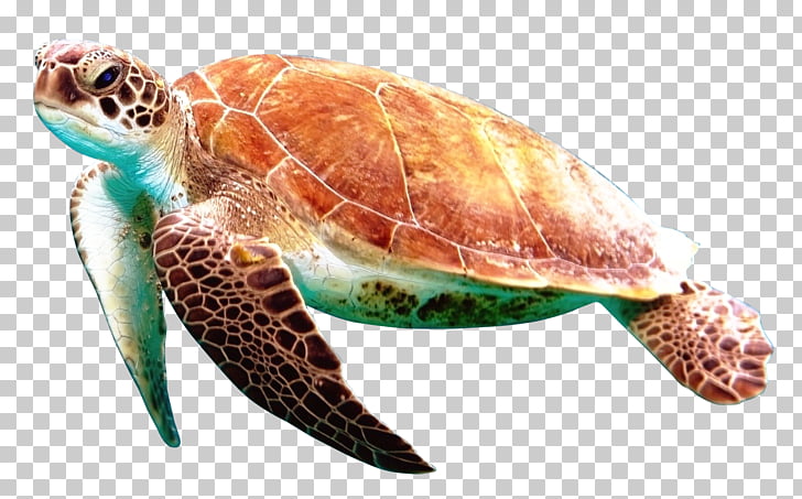 Turtle Display resolution, Turtle, brown turtle PNG clipart